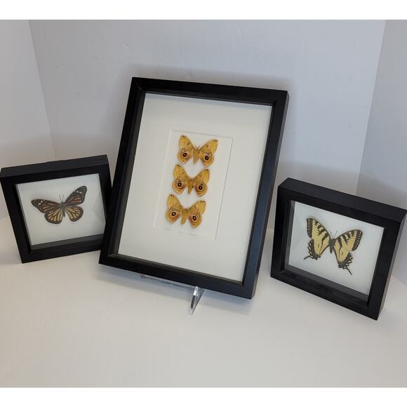 Set of 3 Framed Taxidermy Butterflies Moths - IO Moths Tiger Monarch Butterfly